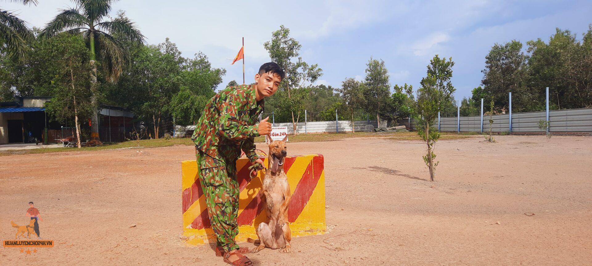 Huấn Luyện chó cỏ