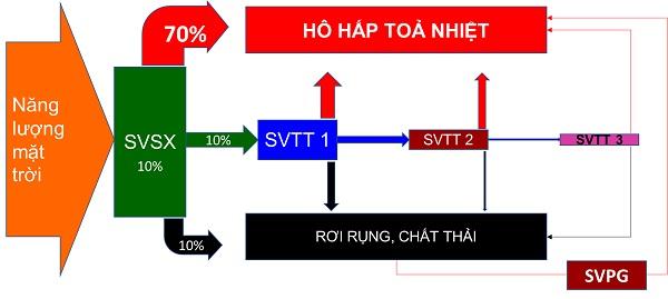 bai-45-dong-nang-luong-trong-he-sinh-thai-va-hieu-suat-sinh-thai-hinh-2