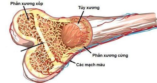 Hệ xương cơ thể con người được cấu tạo từ các thành phần chính