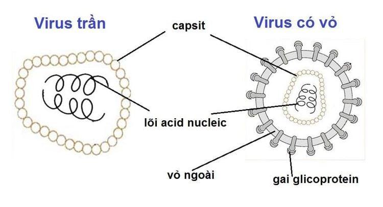 Cấu trúc chung của virus gây bệnh