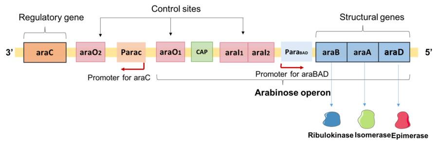 Operon ara