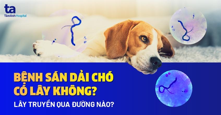 bệnh sán chó có lây không