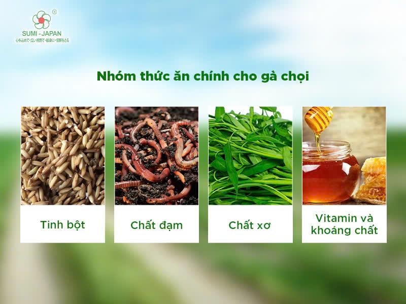 Cho gà chọi ăn gì để tăng cân nhanh, khỏe mạnh, đẹp mã?