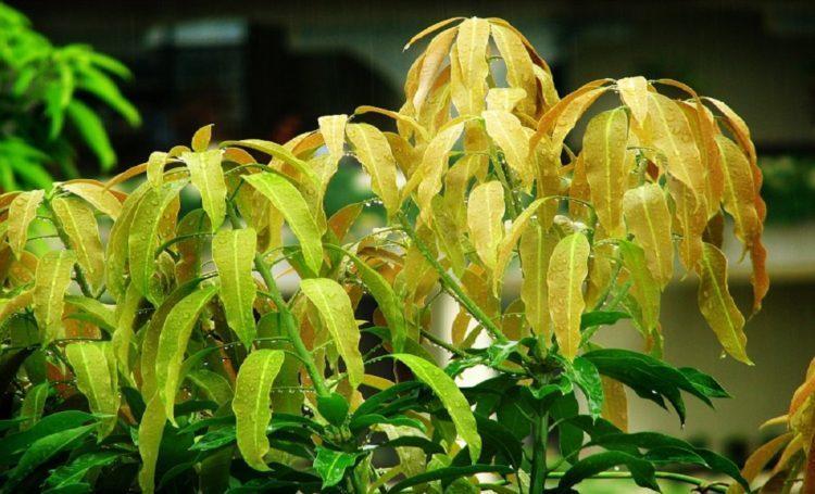 lá xoài chữa bệnh tiểu đường