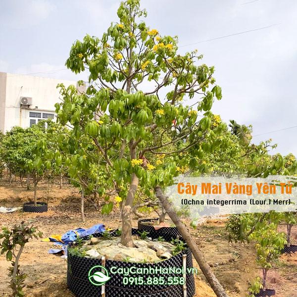 Bán cây mai vàng Yên Tử trồng sân vườn