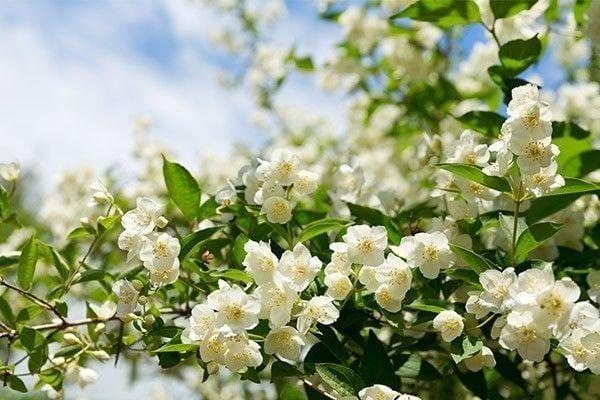 HƯƠNG HOA NHÀI CỔ ĐIỂN VÀ LÃNG MẠN