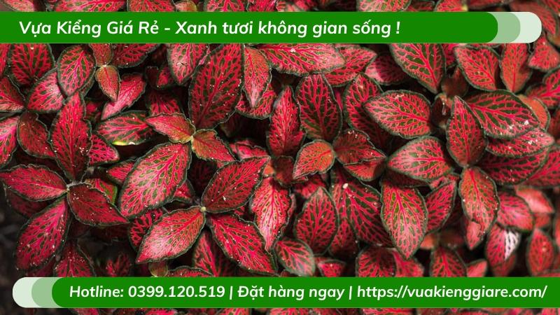 Cẩm nhung đỏ trồng chậu nhỏ để bàn