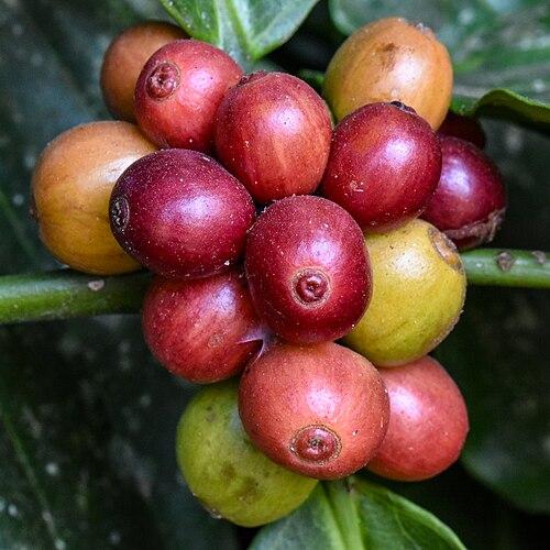 Coffea canephora