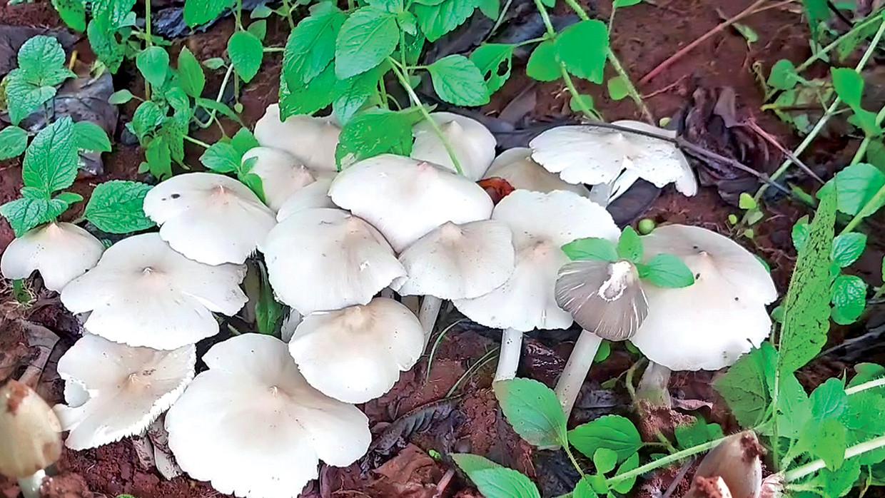 Nấm mối mọc trong vườn cà phê. Ảnh: Nguyên Võ