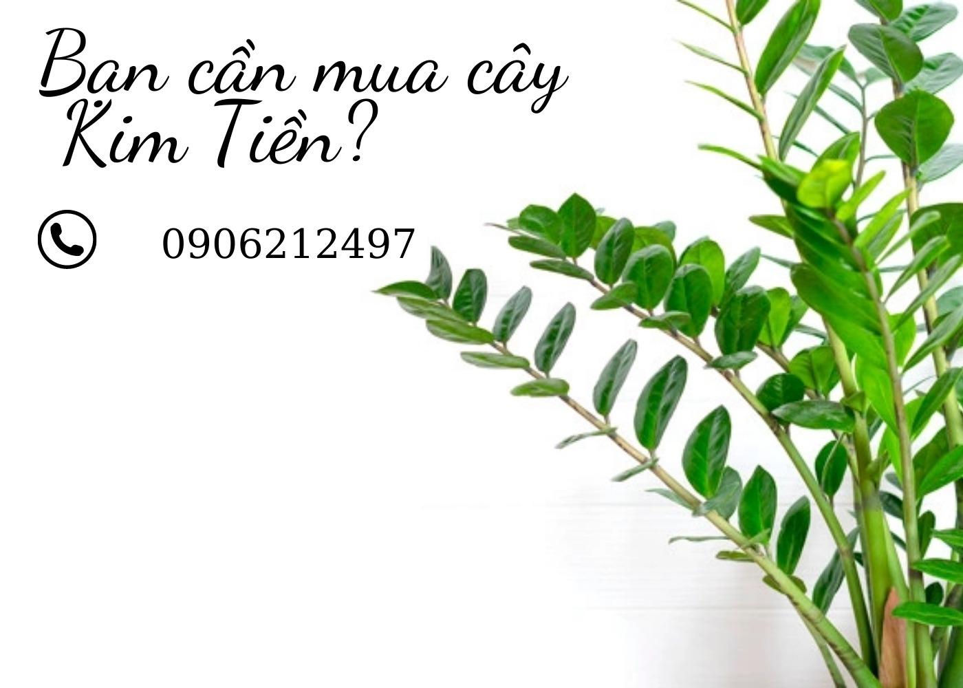Bạn cần mua cây Kim tiền - Đến với An Nhiên Place nhé!