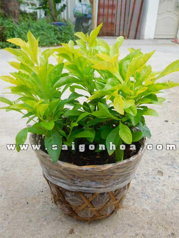cay chuoi ngoc 3