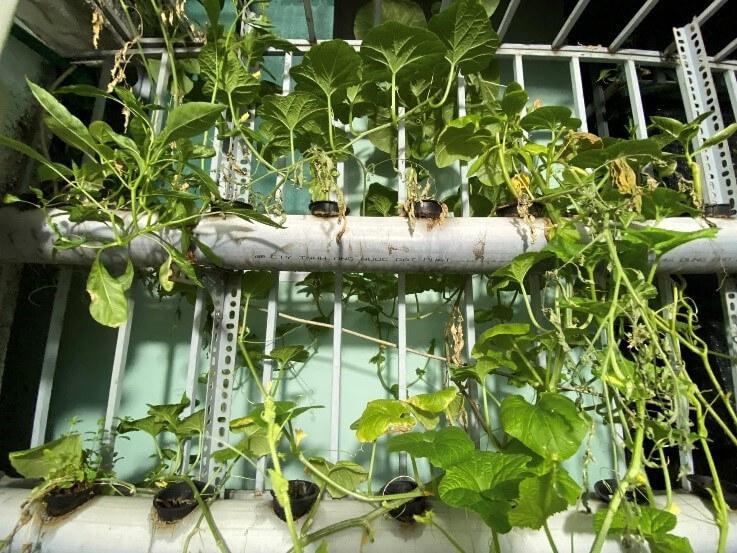 5 nguyên nhân dưa leo bị rụng trái non và cách khắc phục