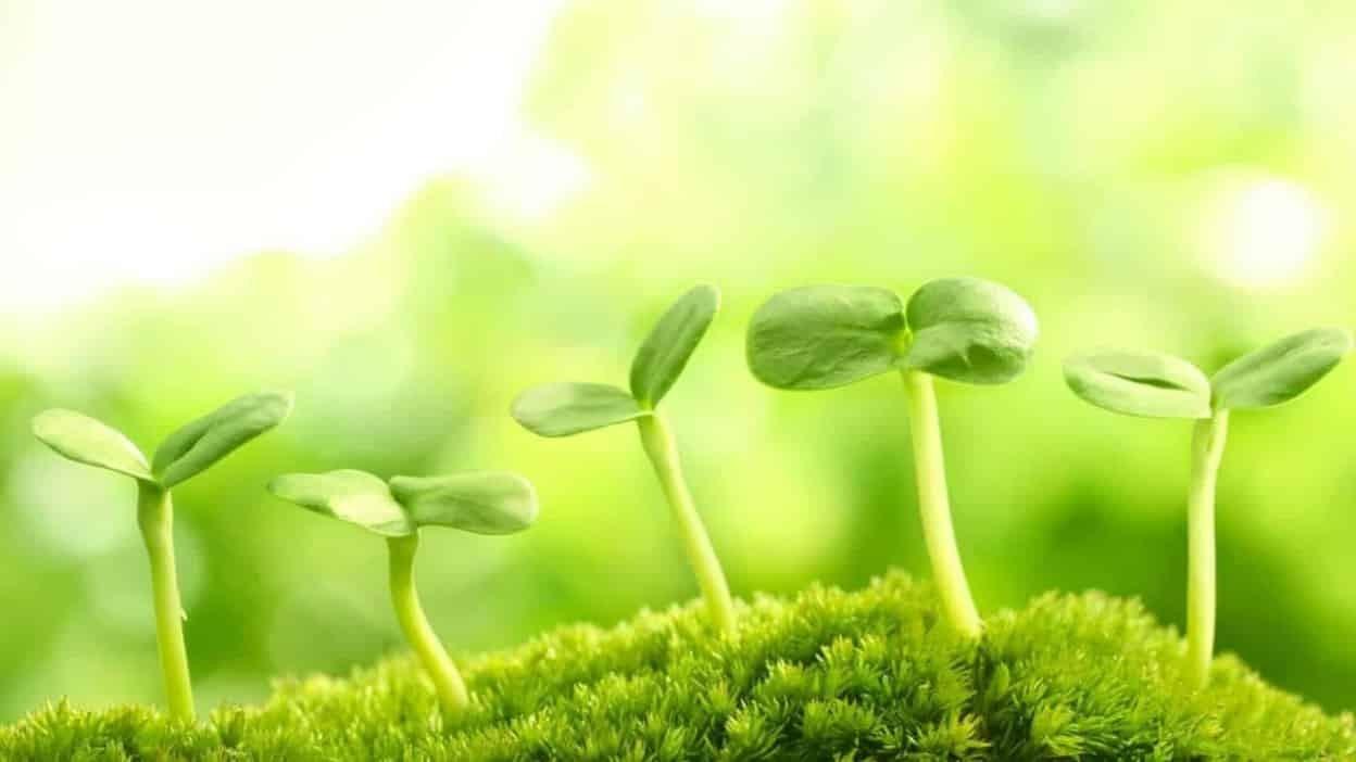 Trồng cây là biện pháp bảo vệ môi trường tốt nhất