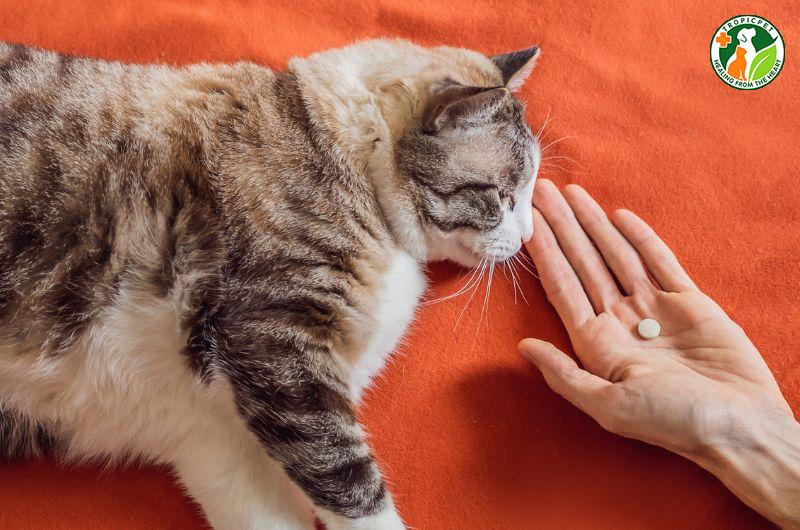 Tẩy giun cho mèo trước hay sau khi ăn