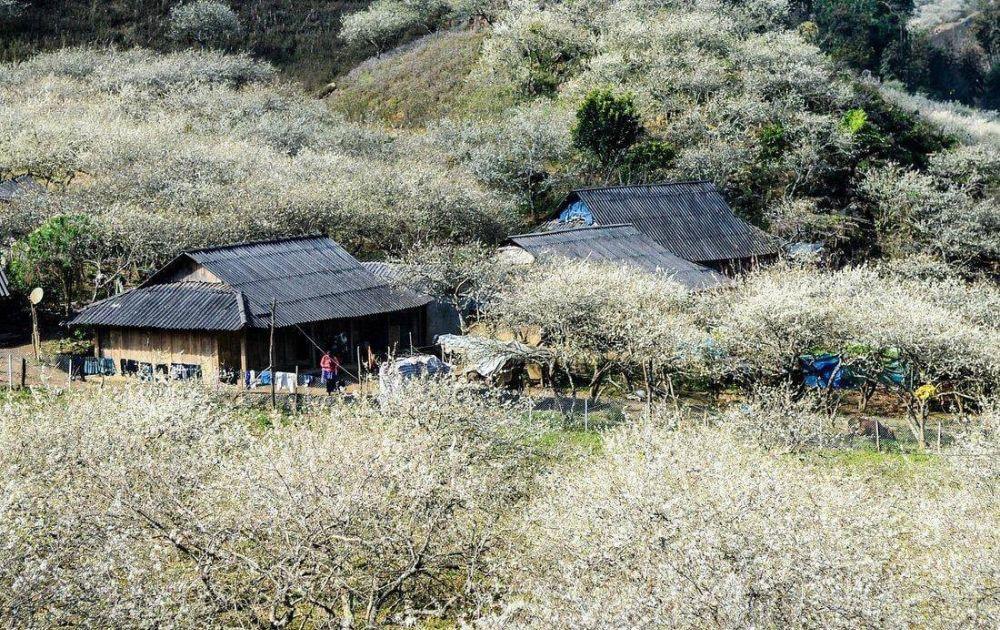 Thung lũng mận Nà Ka Mộc Châu: Thiên đường hoa mận giữa núi rừng Tây Bắc