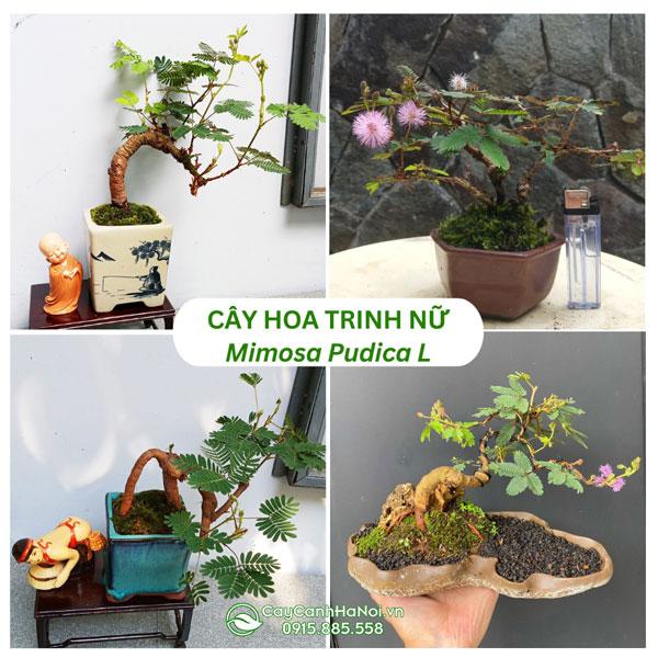 Cây hoa trinh nữ bonsai