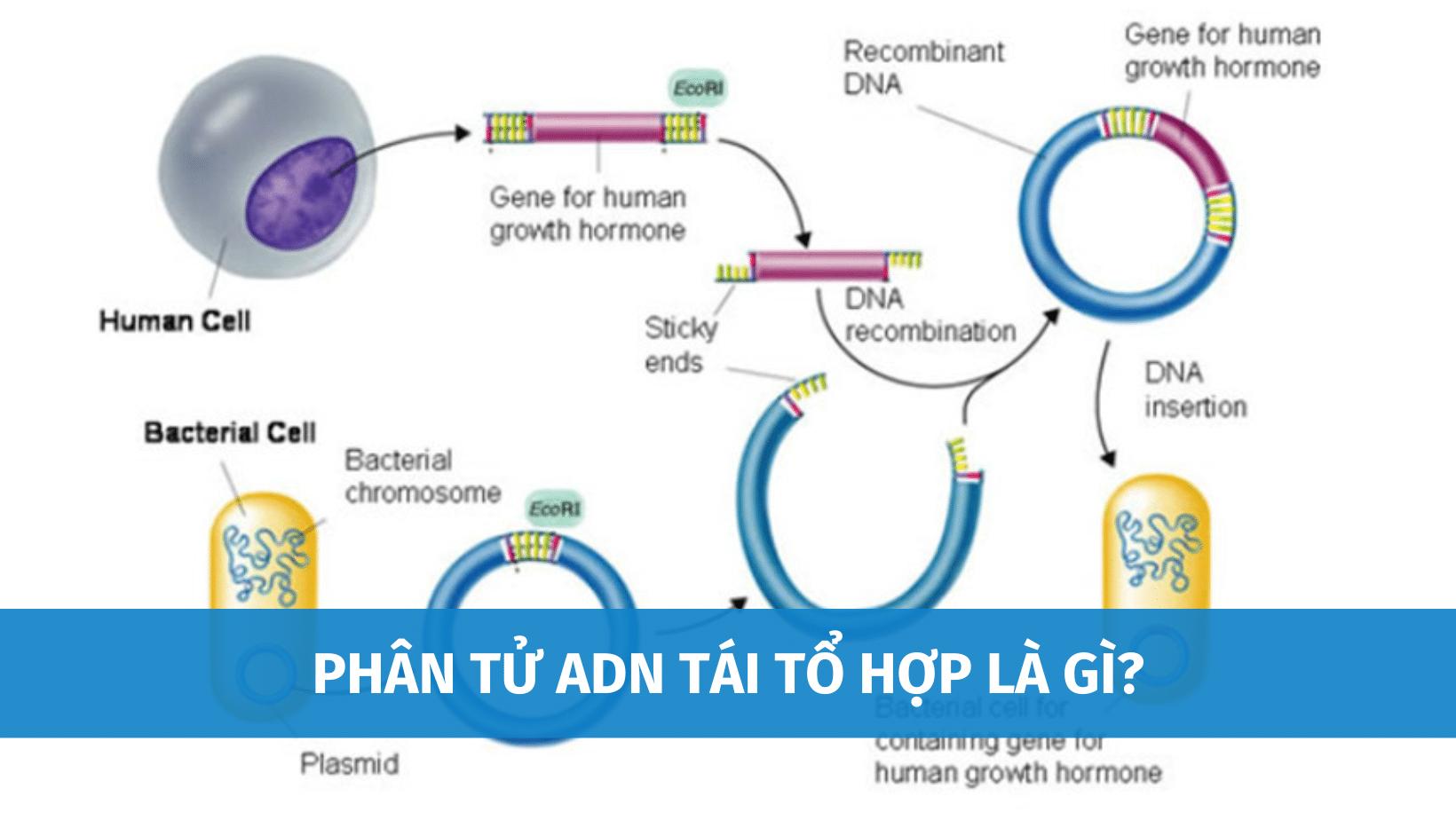phân tử ADN tái tổ hợp là gì
