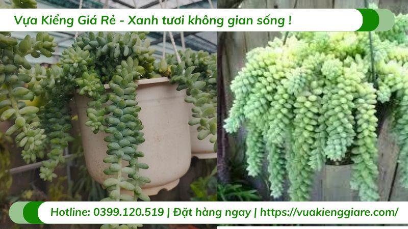 Cây chuỗi ngọc bi chậu treo