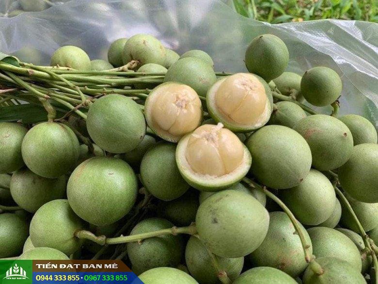 Cây dâu da xanh: Nguồn gốc và đặc điểm