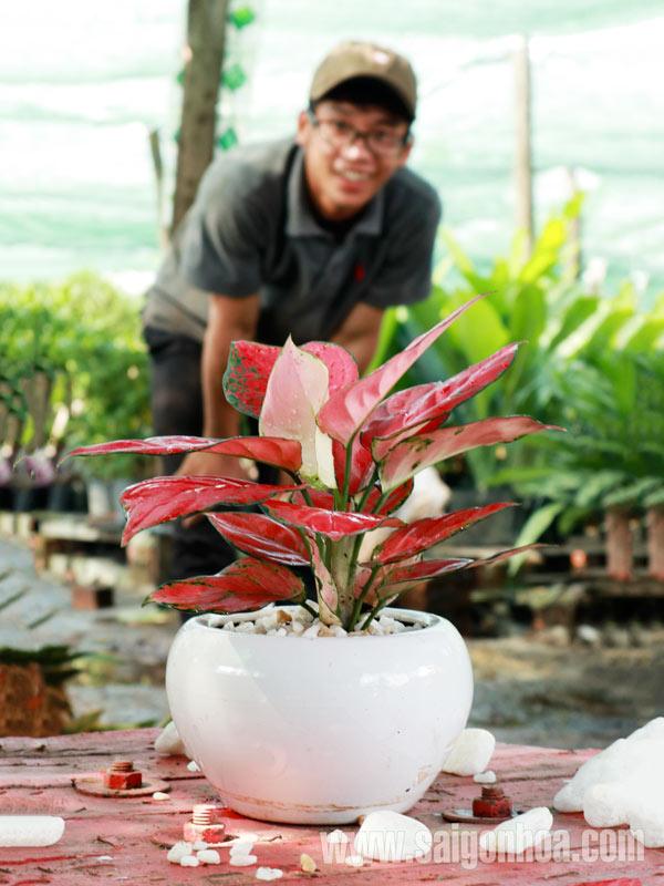 Hồng phát lộc