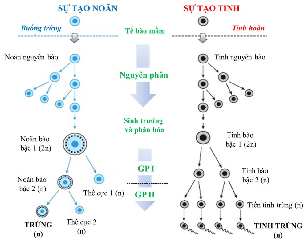 Tế bào mầm trong hình thành giao tử
