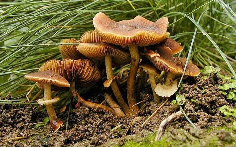 Cây nấm độc Conocybe filaris có thể gây tử vong khi ăn phải