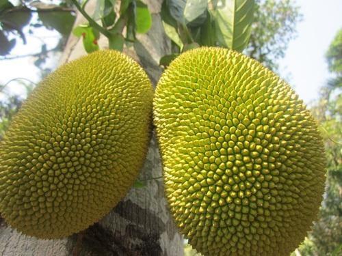 Nhận biết mít chín ép bằng hóa chất với mít thường - ảnh 1