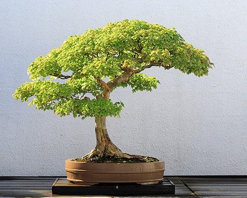 Bonsai