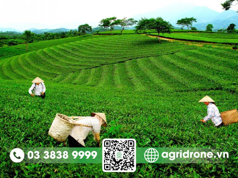 Cây chè cần điều kiện khí hậu thế nào