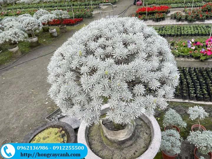 Cây cúc mốc tán tròn bonsai
