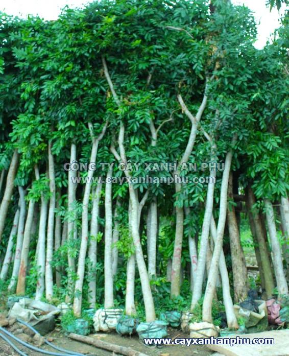 bán cây xà cừ