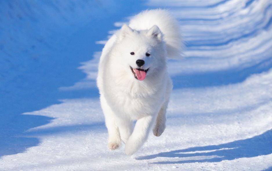Samoyed là một trong những giống chó đẹp nhất thế giới