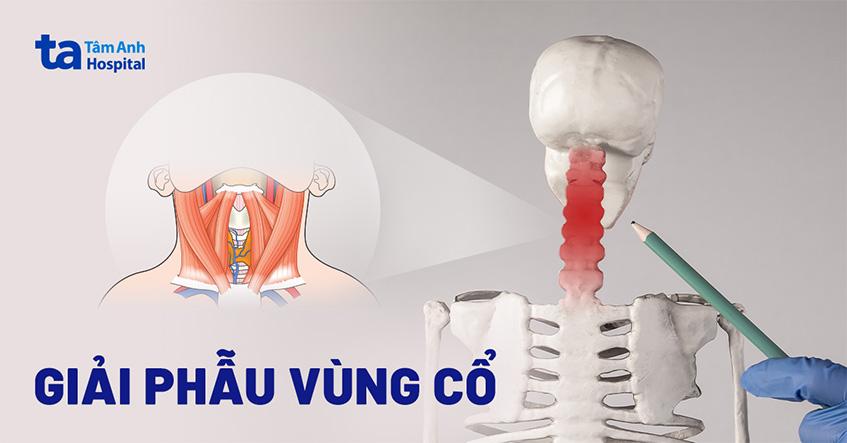 giải phẫu vùng cổ