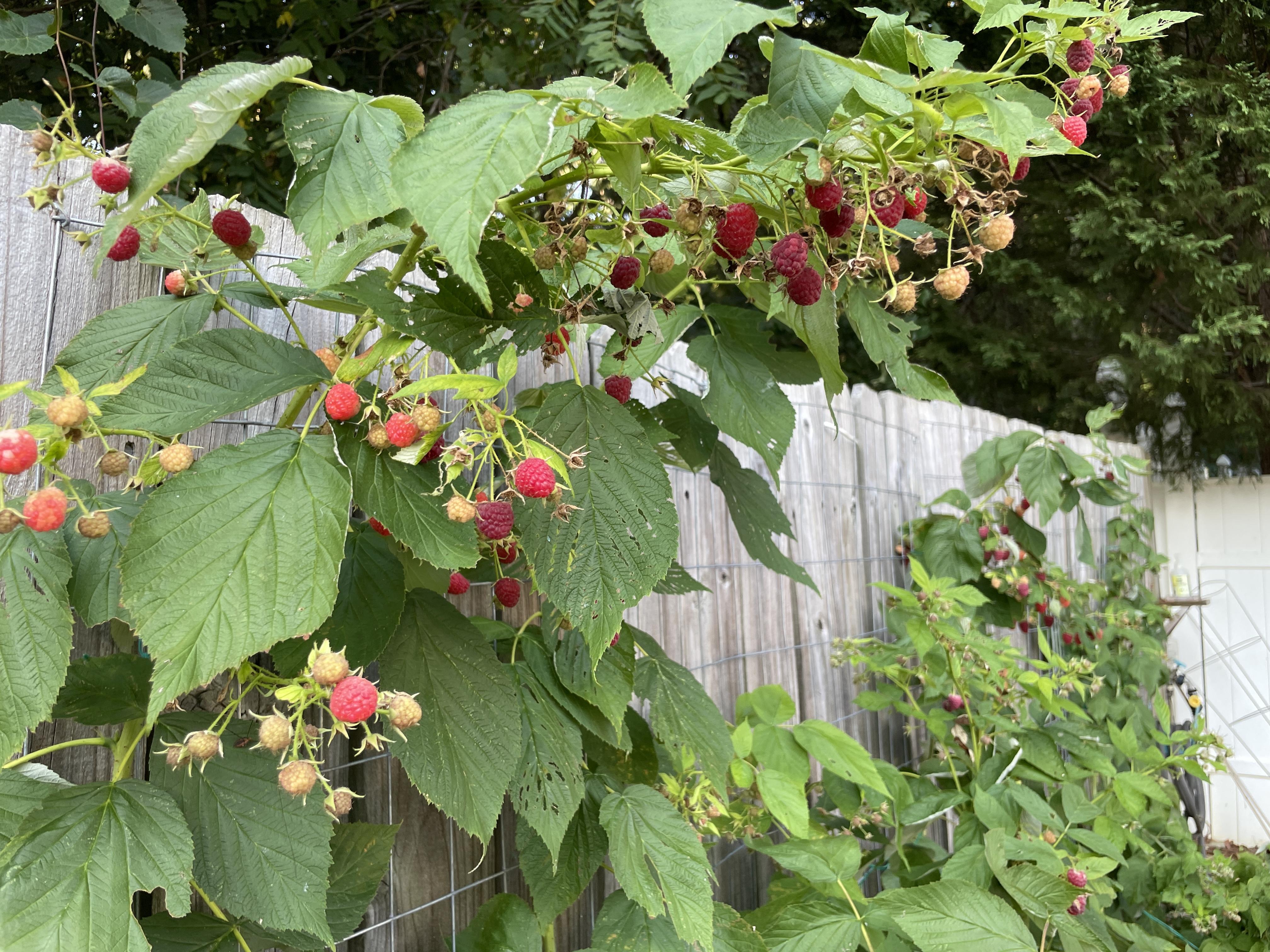 raspberries