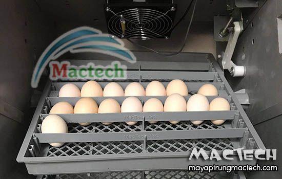 Ấp trứng có tác dụng gì? Câu hỏi dễ mà khó