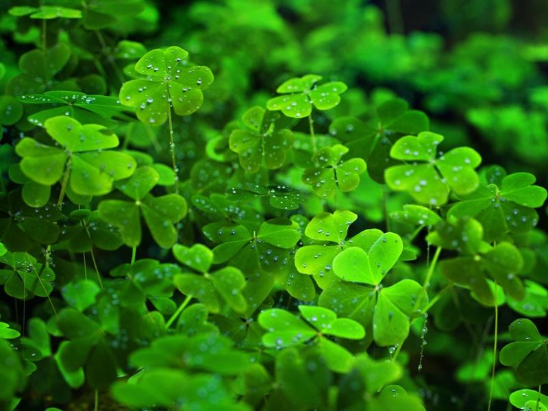 có cấu tạo 3 chét lá tạo thành hình cánh quạt đặc trưng