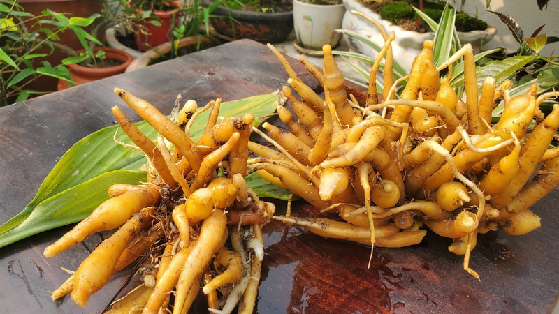 Củ ngải bún: Những công dụng ít người biết